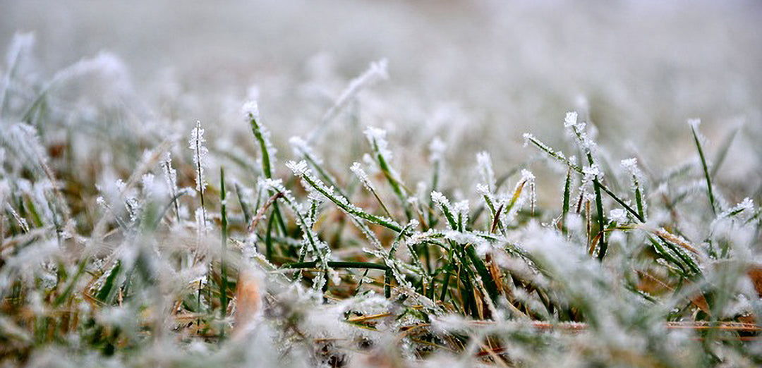 Winter Lawn and Garden Care: Keeping Your Outdoor Spaces Vibrant